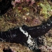 crocodilefish_flathead_pc_h_0705_png2036.jpg